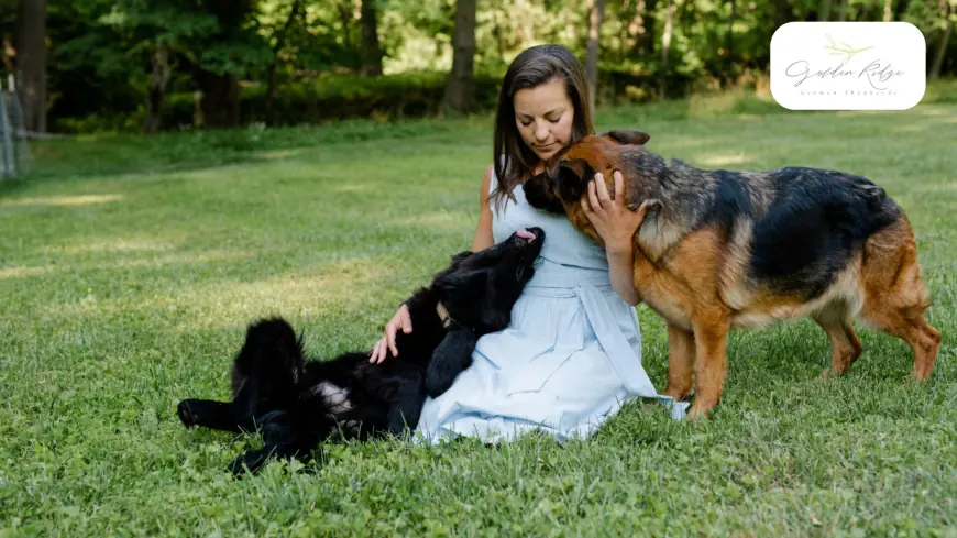 The Subtle Features That Set West German Showline Shepherds Apart