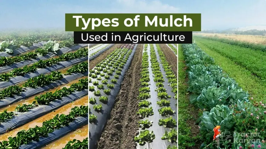 Explore Mulching Methods and Their Different Types in India