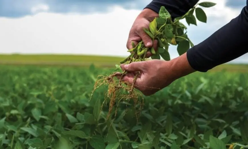 Fertilizing the Future: How Agricultural Inoculants are Driving Sustainable Farming