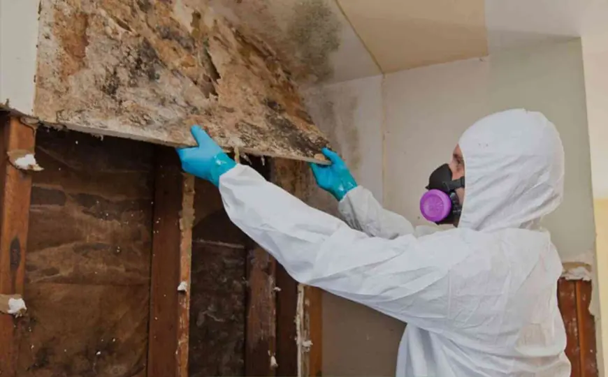 7 How Mold Affects Your Health in Radcliff