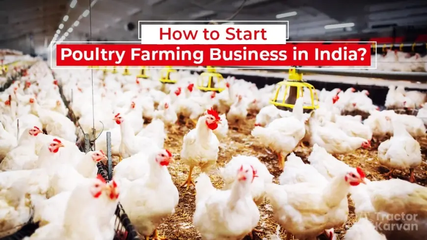 Discover How Poultry Farming rises, its Advantages, and its Scopes