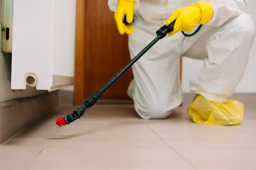 Pest Control Services in Bangalore: Protect Your Home with Trusted Experts