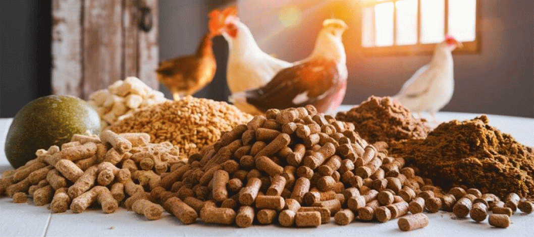 Detailed Report on Poultry Feed Manufacturing Plant Setup Cost 2024: Layout and Raw Material Requirements