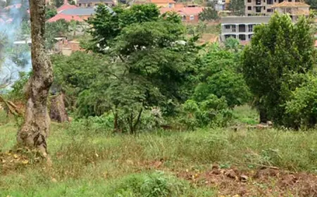 How I Fought for My Inherited Land and Finally Won Against All Odds