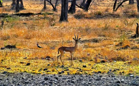 Exciting Ranthambore Tour for Thrilling Wildlife Adventures