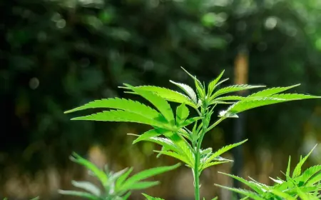 Smart Solutions with Used Cannabis & Extraction Equipment