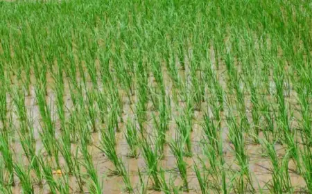 Boosting Farm Efficiency with Smart Agricultural Inputs and Practices