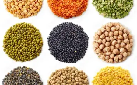 Top 20 Companies in The Global Canned Legumes Market 2025: Statistics Report 2035