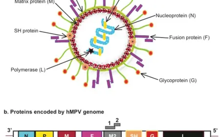 New Antibody Pairs for Enhanced Human Metapneumovirus (hMPV) Detection