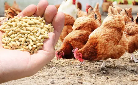 Detailed Report on Poultry Feed Manufacturing Plant Setup Cost 2025: Layout and Raw Material