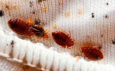 Everything You Need to Know About Bed Bugs and How to Get Rid of Them