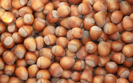 Hazelnut Market to Reach US$ 19.15 Billion by 2033, Driven