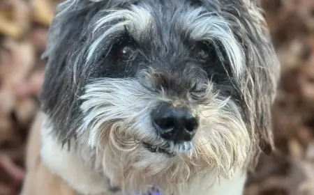 How Do Vets Diagnose and Treat Arthritis in Aging Dogs?