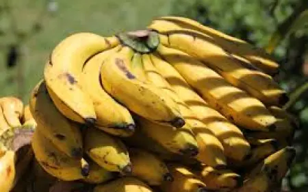 From Banana Vendor to Hardware Tycoon! My Journey to Business Success