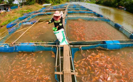 South Korea Fish Farming Market Share, Growth, Size & Forecast 2025-2033