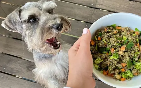 Crecimiento, participación y pronóstico del mercado latinoamericano de alimentos para mascotas (2025-2033)