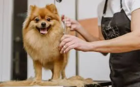 How Regular Grooming Improves Your Dog’s Health and Behavior