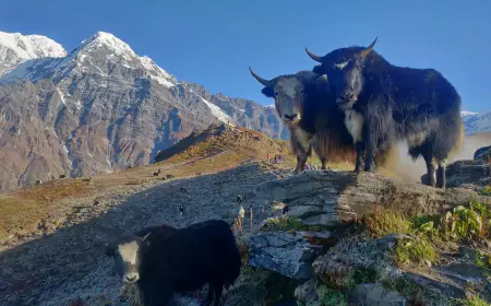 From ‘I Can’t’ to ‘I’m Here’: How Mardi Himal Trek Turns Doubters Into Doers