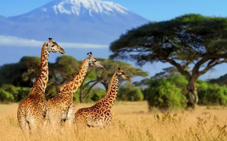 Why African Safaris and Tours Are Perfect for Honeymooners