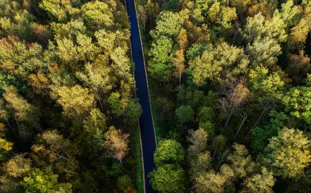 Professional Tree Care Solutions: Why Trimming, Pruning, Removal, and Stump Removal Matter