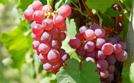 A Seasonal Care Calendar for Maintaining Thriving Fruit Trees