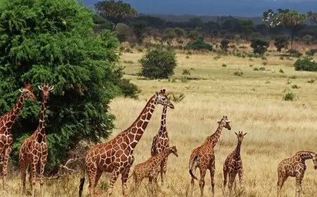 Venture Africa Budget Safaris – Best Of Kenya & Masai Mara Multi-Day Adventures at Affordable Prices