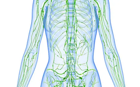 How Proper Lymphatic System Care Boosts Your Immunity?