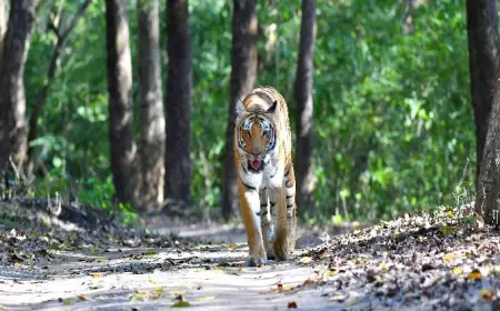Why a Jeep Safari in Jim Corbett is the Best Way to Explore the Wild