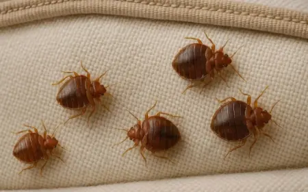 Complete Pest Control Solutions for Every Suburb