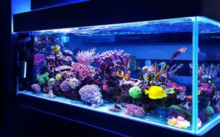 Aquarium Water Treatment Market Impacting Factors Driving Growth, Innovation, and Global Demand Dynamics