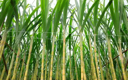How to Do Sugarcane Farming in India from Start to Finish