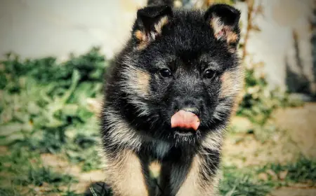 SmithFarms German Shepherds Proudly Offers Top-Quality Male German Shepherd Puppy !