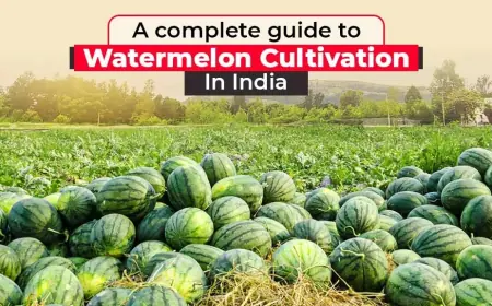 Explore the Various types of Watermelon Cultivation in India