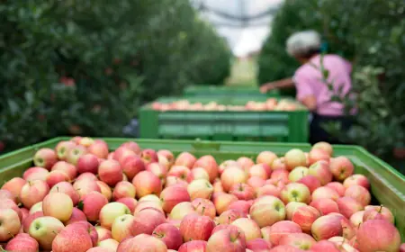 From Farm to Market: The Journey of Fresh Apple Importers