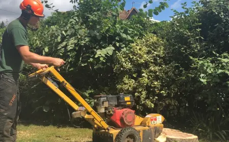 Clear Your Yard with Expert Tree and Stump Removal