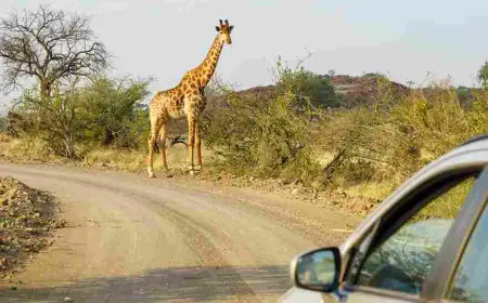 7 Affordable Safari Parks in Tanzania You Can’t Miss