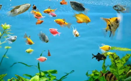 Everything You Need to Know About a Fish Tank: Uses, Advantages, and Disadvantages