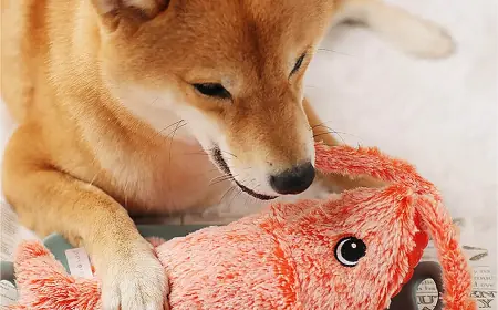 Why The Dancing Lobster Toy for Dogs Belongs in Every Playbox