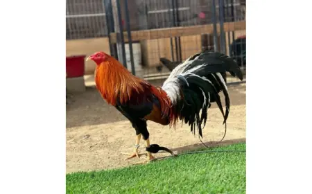 Premium Pure Sweater Gamefowl for Sale at Americans Gamefowl Farm
