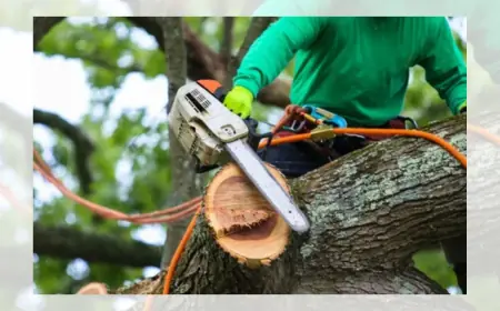 Common Reasons Homeowners Use Tree Removal Service in Aurora, CO