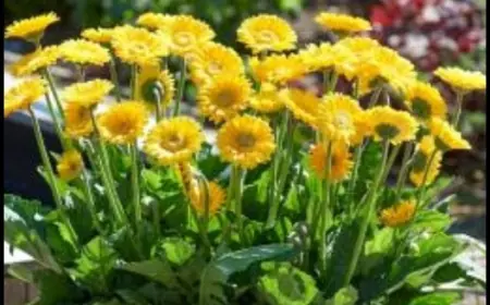 Join the Gerbera Craze: Trendy and Timeless Blooms for Every Gardener