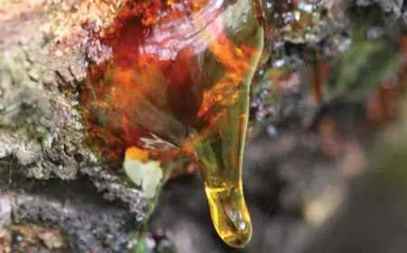 Resins Market: Trends, Growth Drivers, and Future Outlook