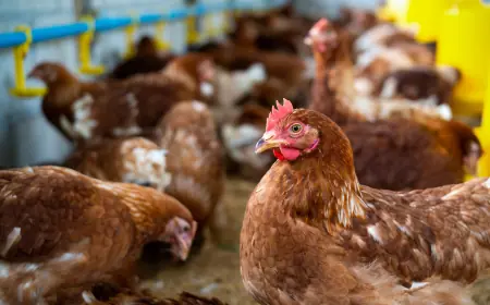Vietnam Poultry Market Size, Share, Trends and Revenue Outlook 2025-2033