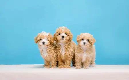 Maltipoo Breeder: Find Trusted and Reliable Maltipoo Breeders Near You