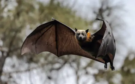 Wildlife Removal Professionals: Safe Michigan Bat Control