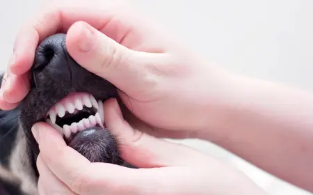 Puppy Teething Survival Guide: Tips Every Dog Owner Needs