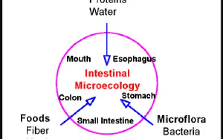 2025 Guidance: Why Probiotics Are Good For Your Health