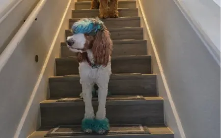 Enhance Safety and Style with Cosy Homeer Stair Treads: The Perfect Indoor Stair Treads for Your Home