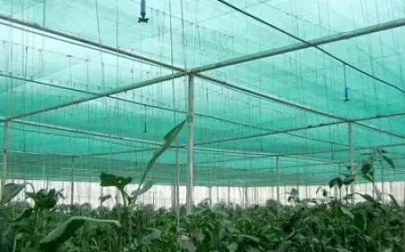 The Power of White Greenhouse Plastic: Advanced Sun Protection for Your Plants