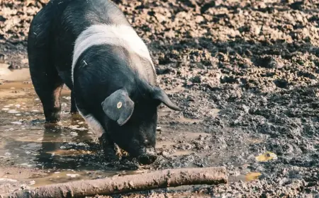 Why Should Every Adventurer Try Hunting Pigs in Texas?